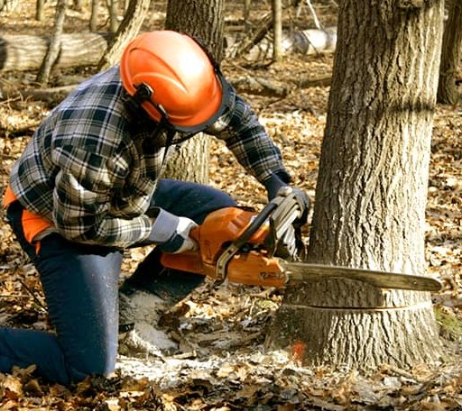 Tree Removal in Bernhards Bay, NY